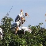 Cambodia Bird Conservation